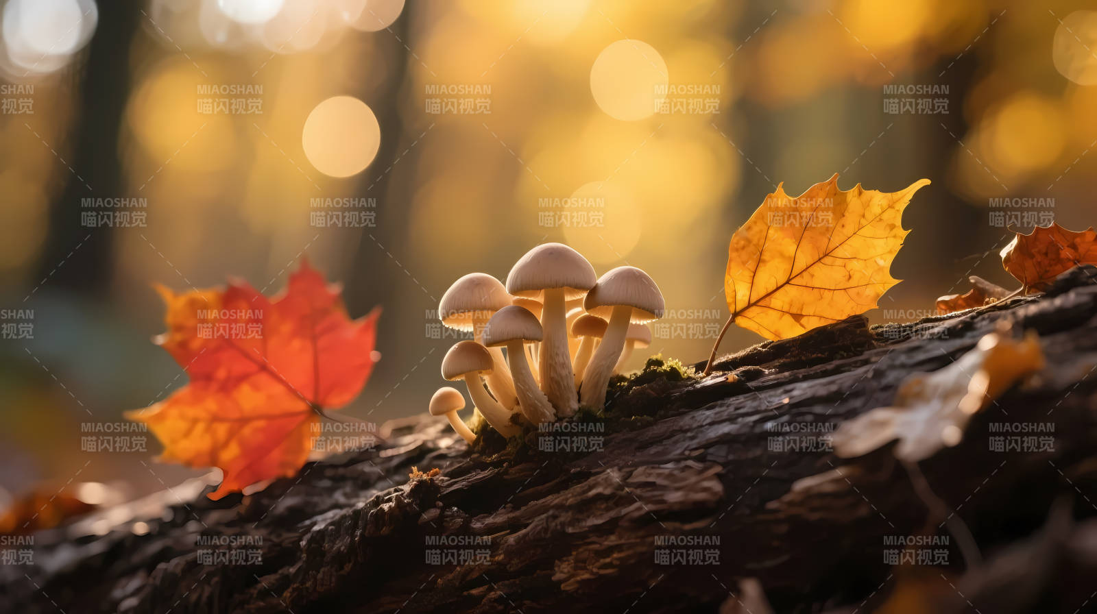 秋林菌语 落叶伴生趣图片