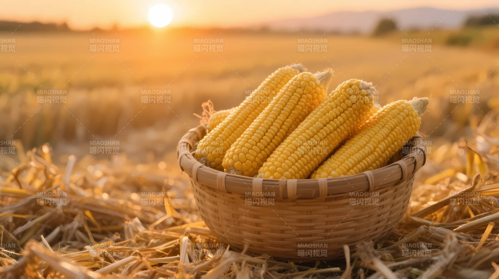 夕阳下的玉米丰收篮图片