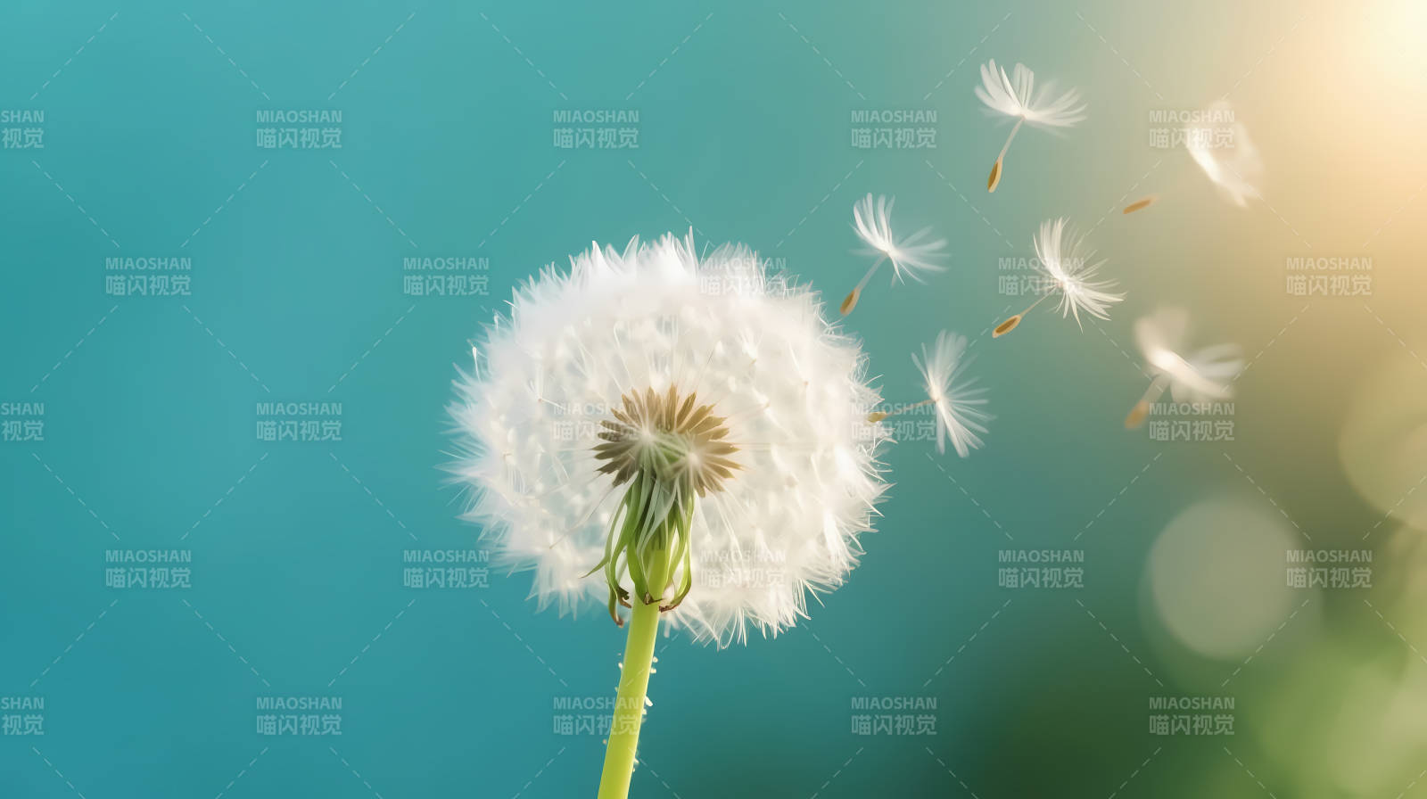蒲公英随风飘散 梦启航图片