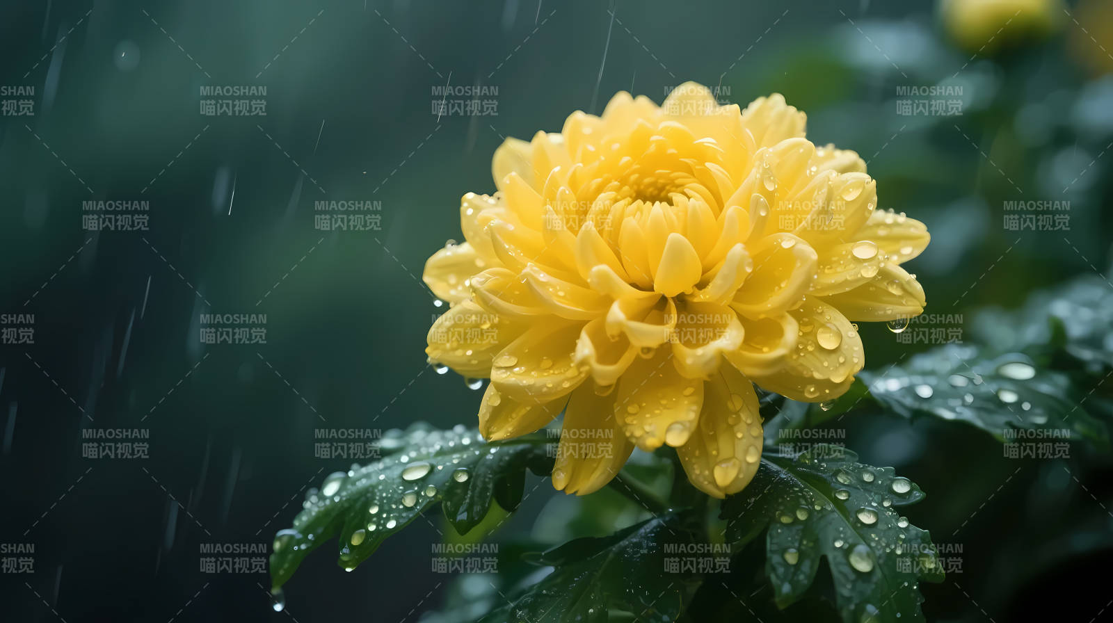雨中黄菊 晶莹欲滴图片