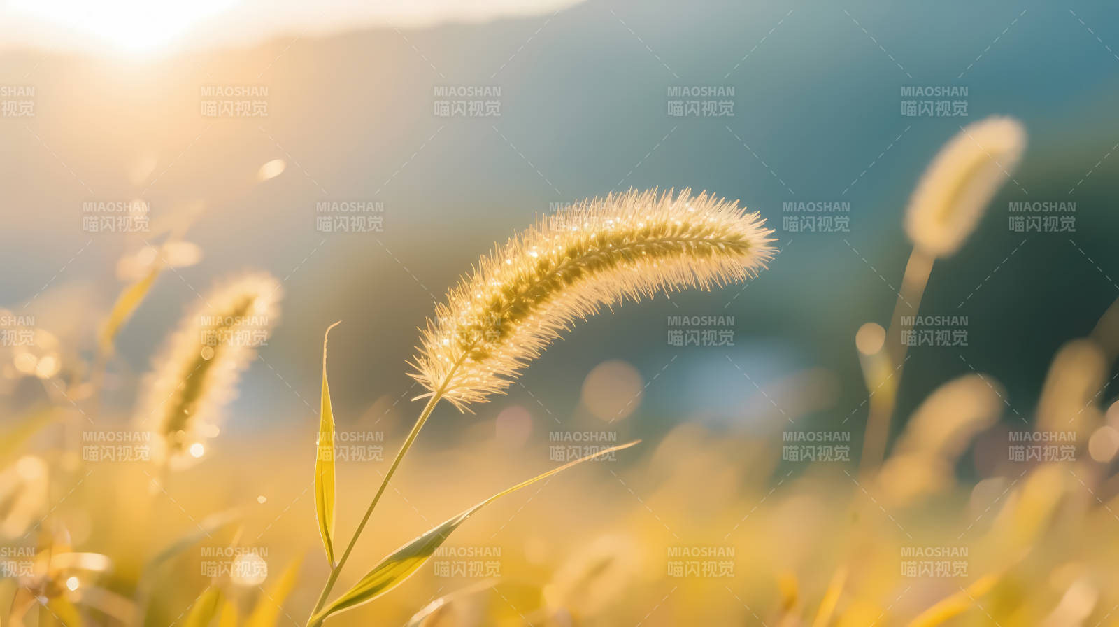 夕阳下的狗尾草柔光摇曳图片