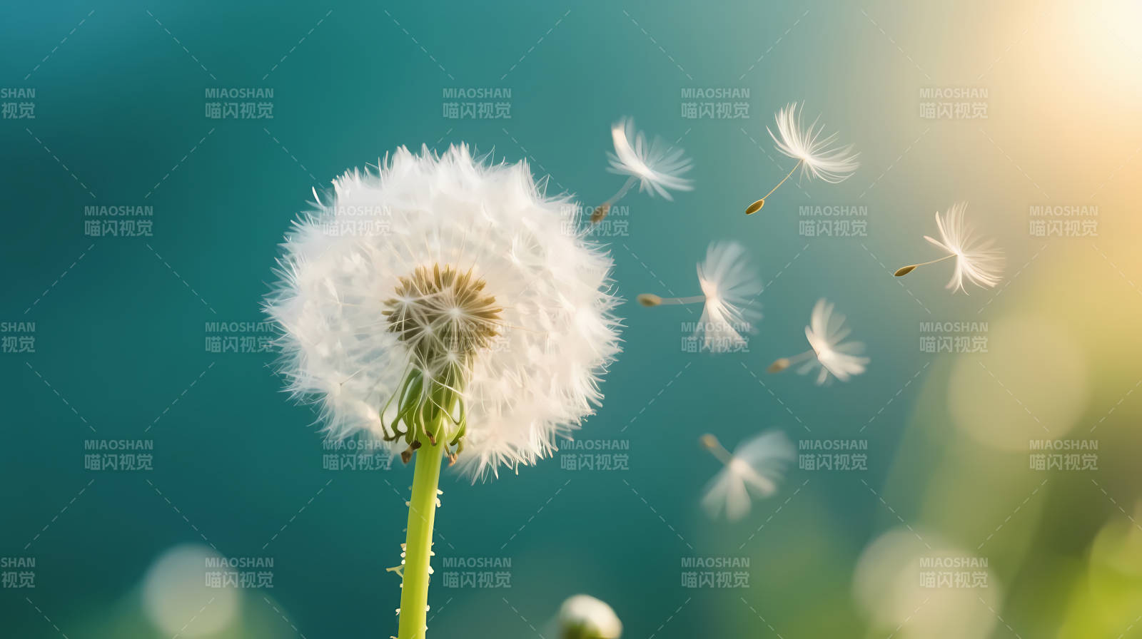 蒲公英随风轻舞 种子飘散远方图片