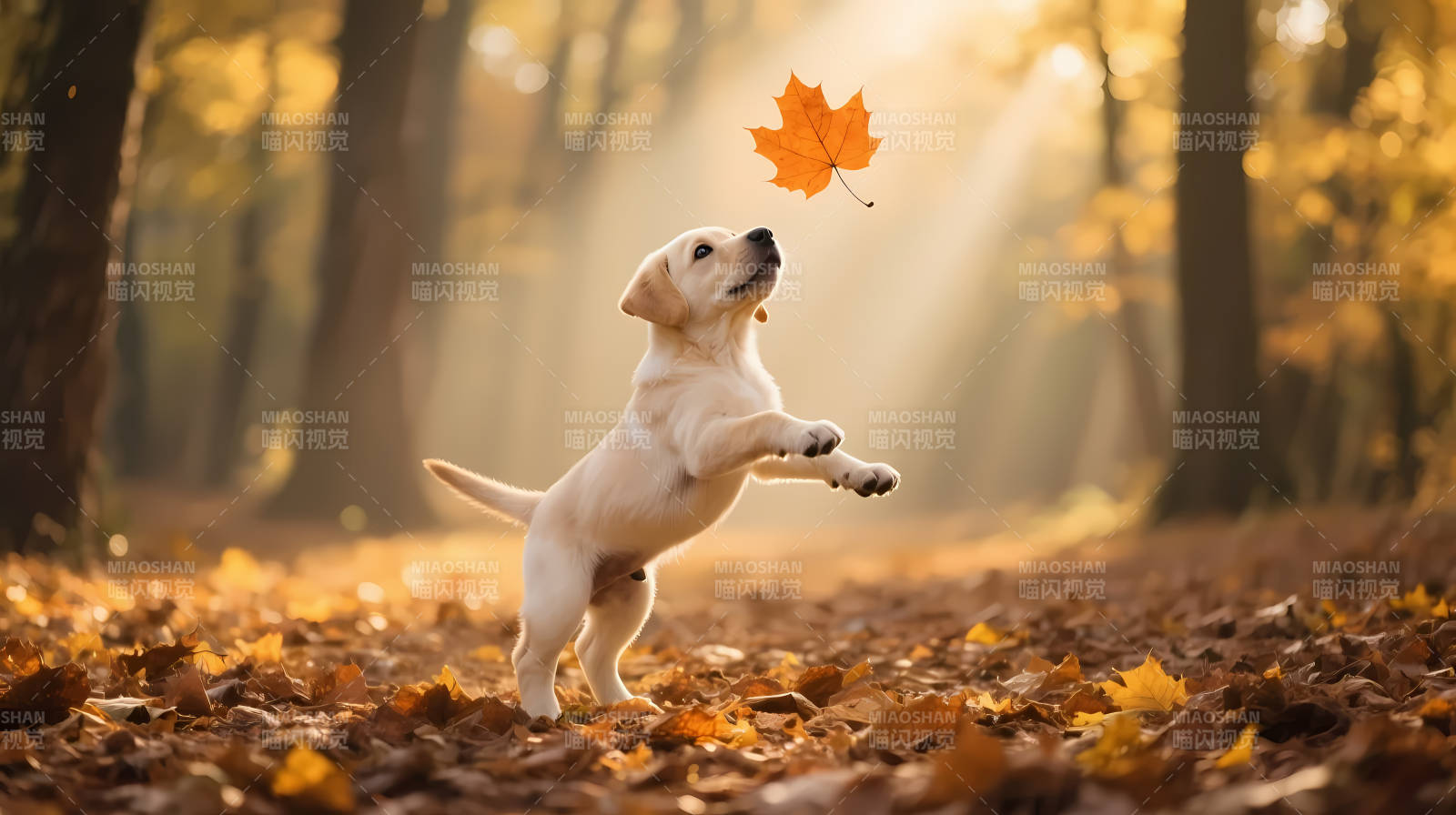 秋林幼犬跃接落叶图片