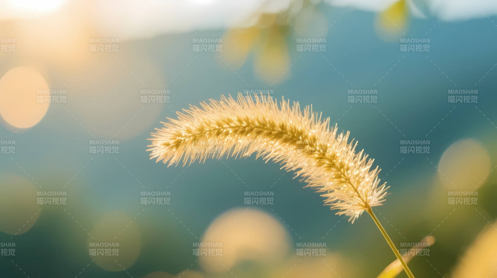 夕阳下的狗尾草柔光特写图片