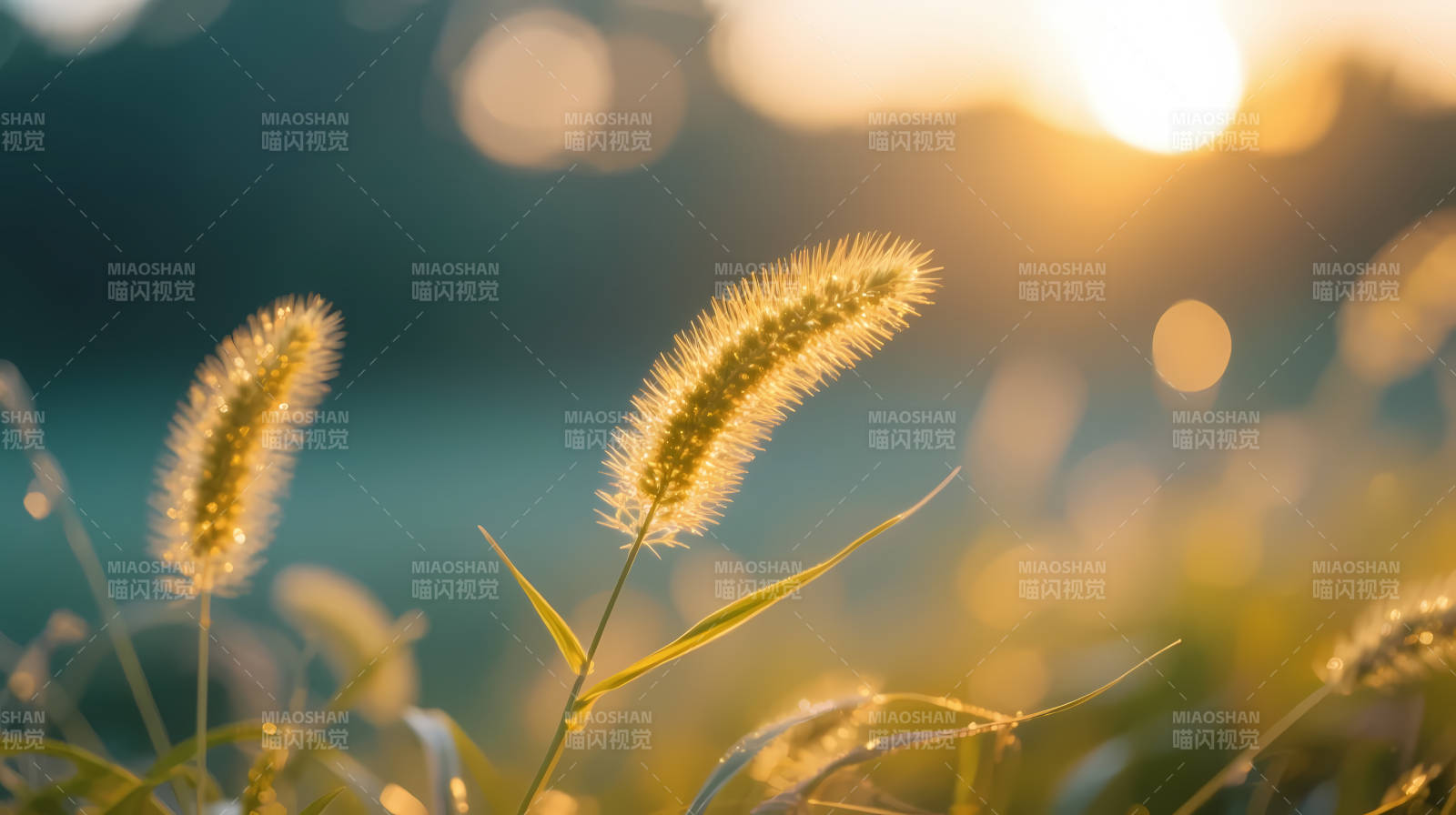 夕阳下的狗尾草温柔摇曳图片