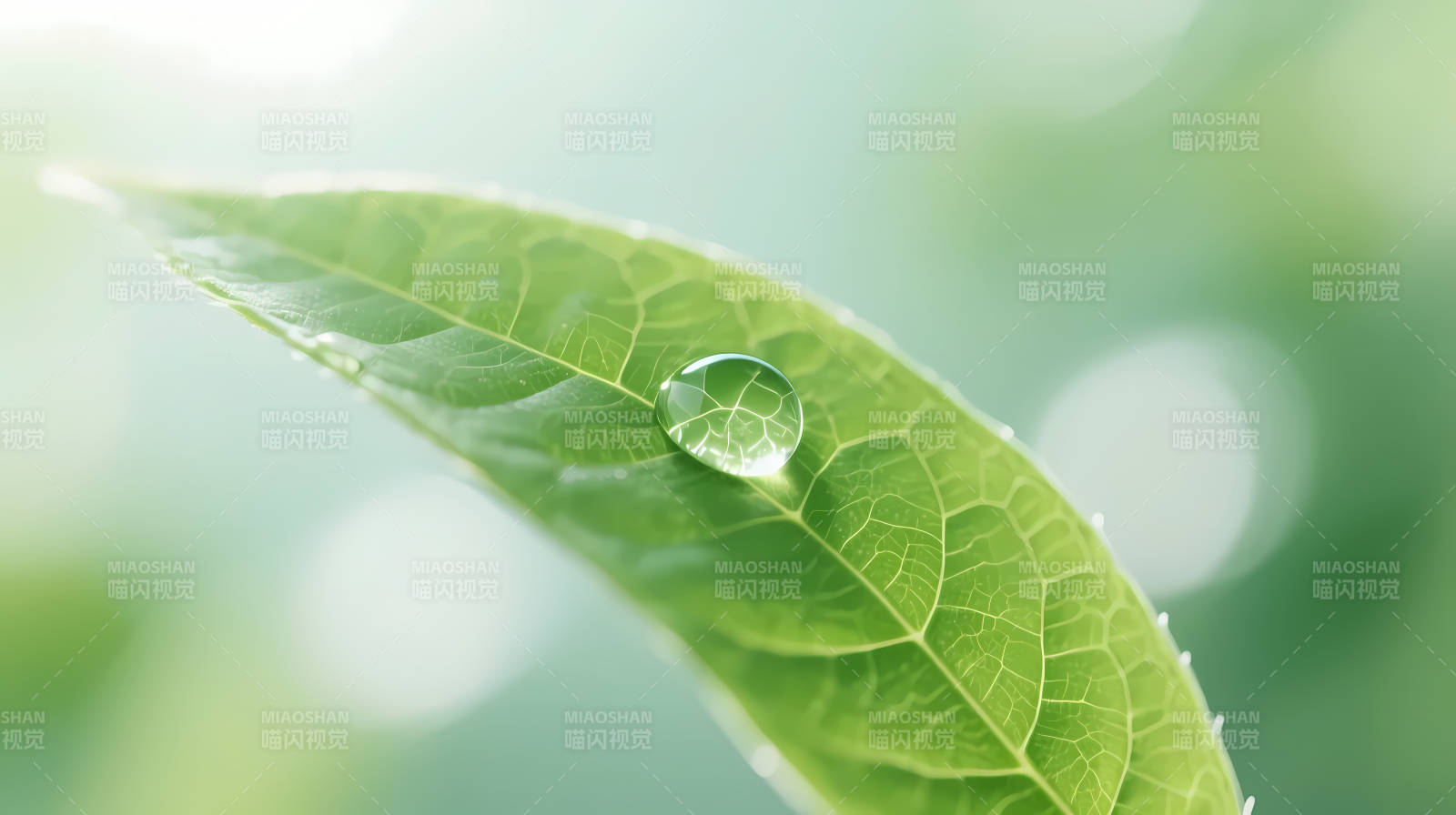绿叶上的晶莹水滴图片