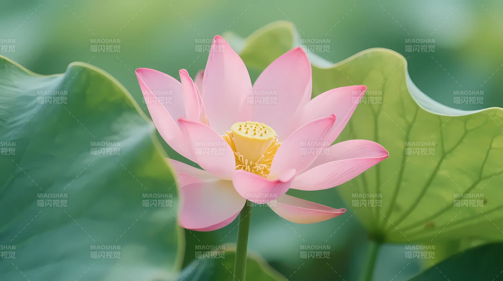 粉莲绽放 绿叶相衬图片