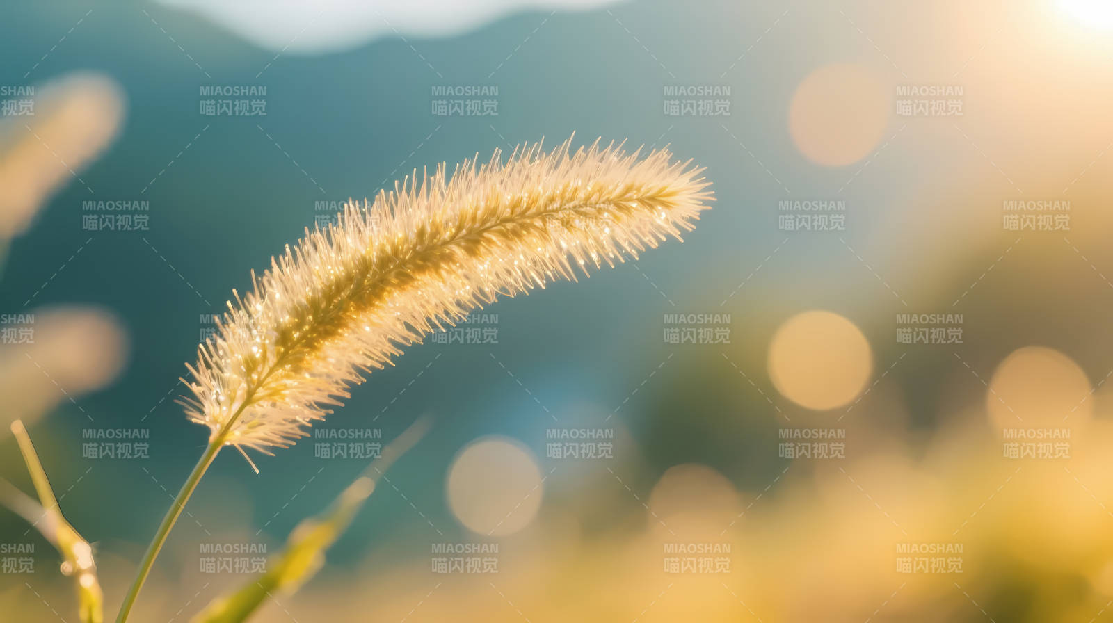 夕阳下的狗尾草图片