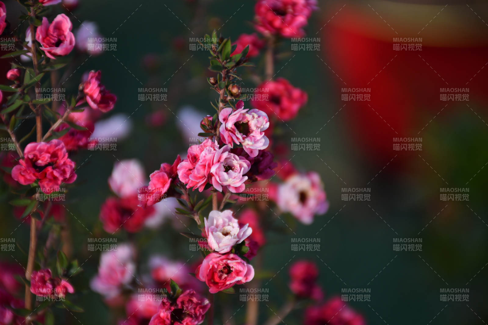 粉花簇拥 春意盎然图片