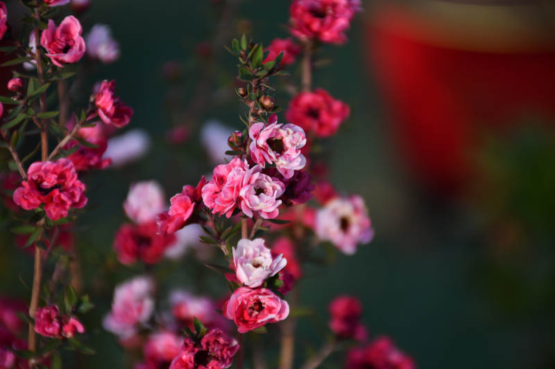粉花簇拥 春意盎然图片