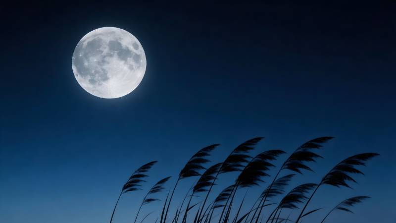 月夜芦苇随风舞图片