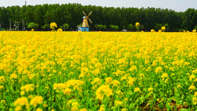 金黄花海风车静立图片