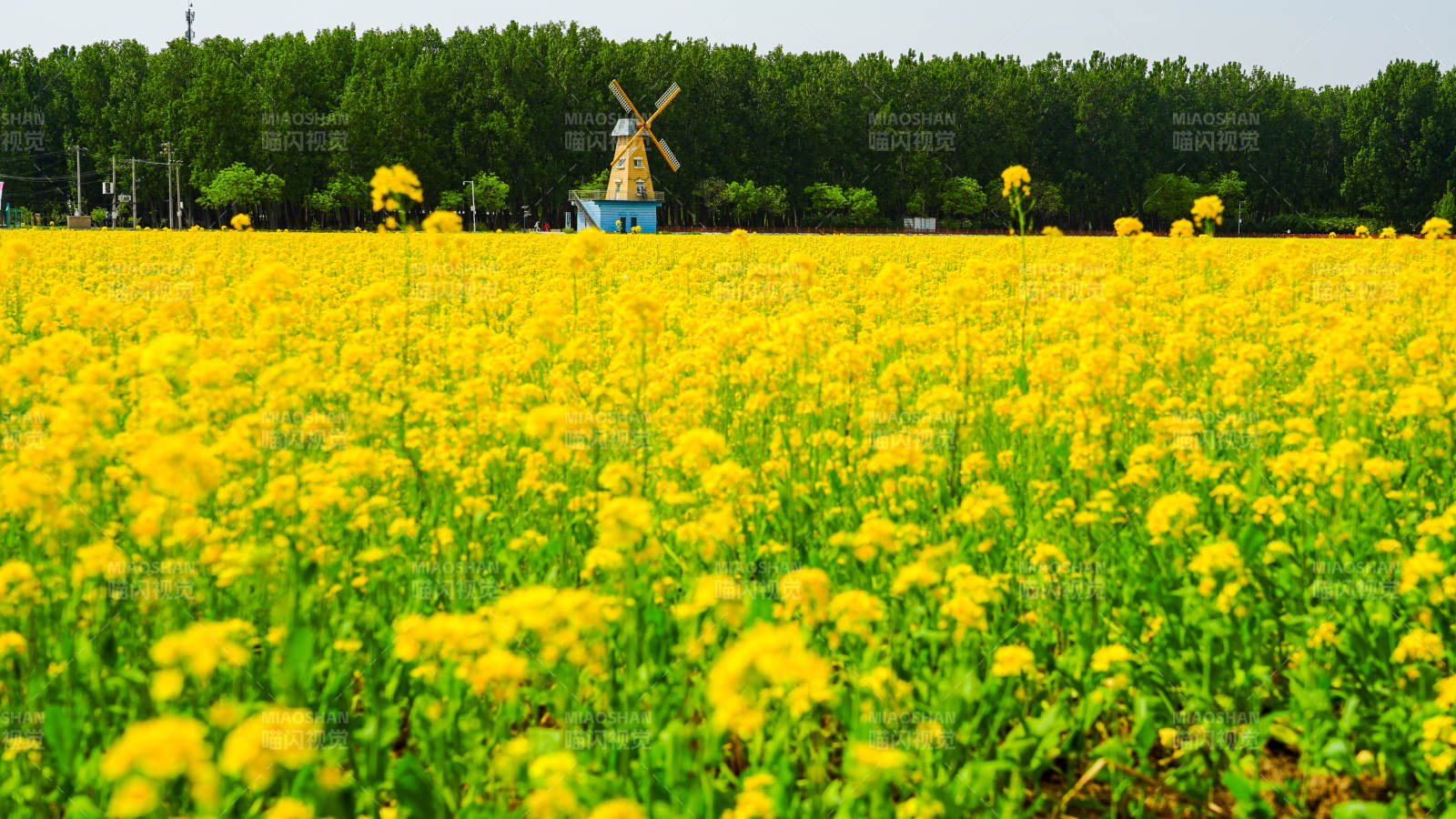 金黄花海风车静立图片