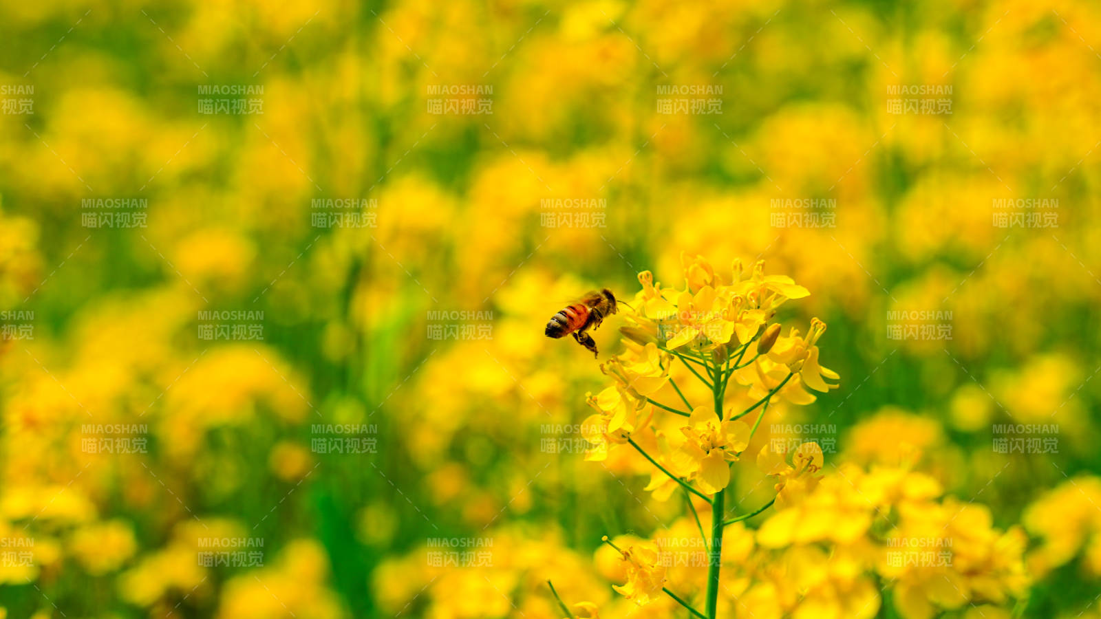 蜂舞花海 春意盎然图片