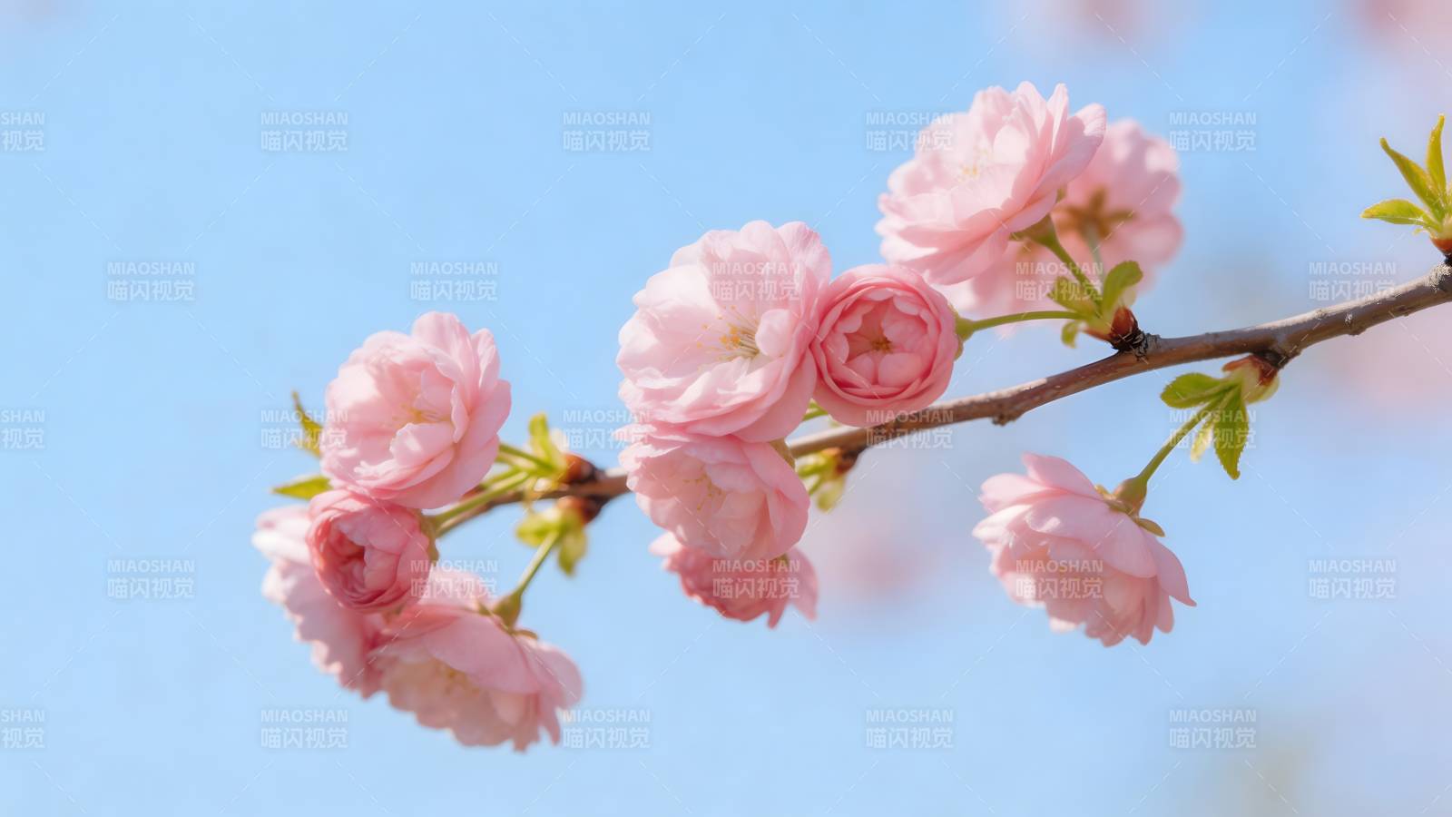 樱花枝头绽 粉嫩映蓝天图片