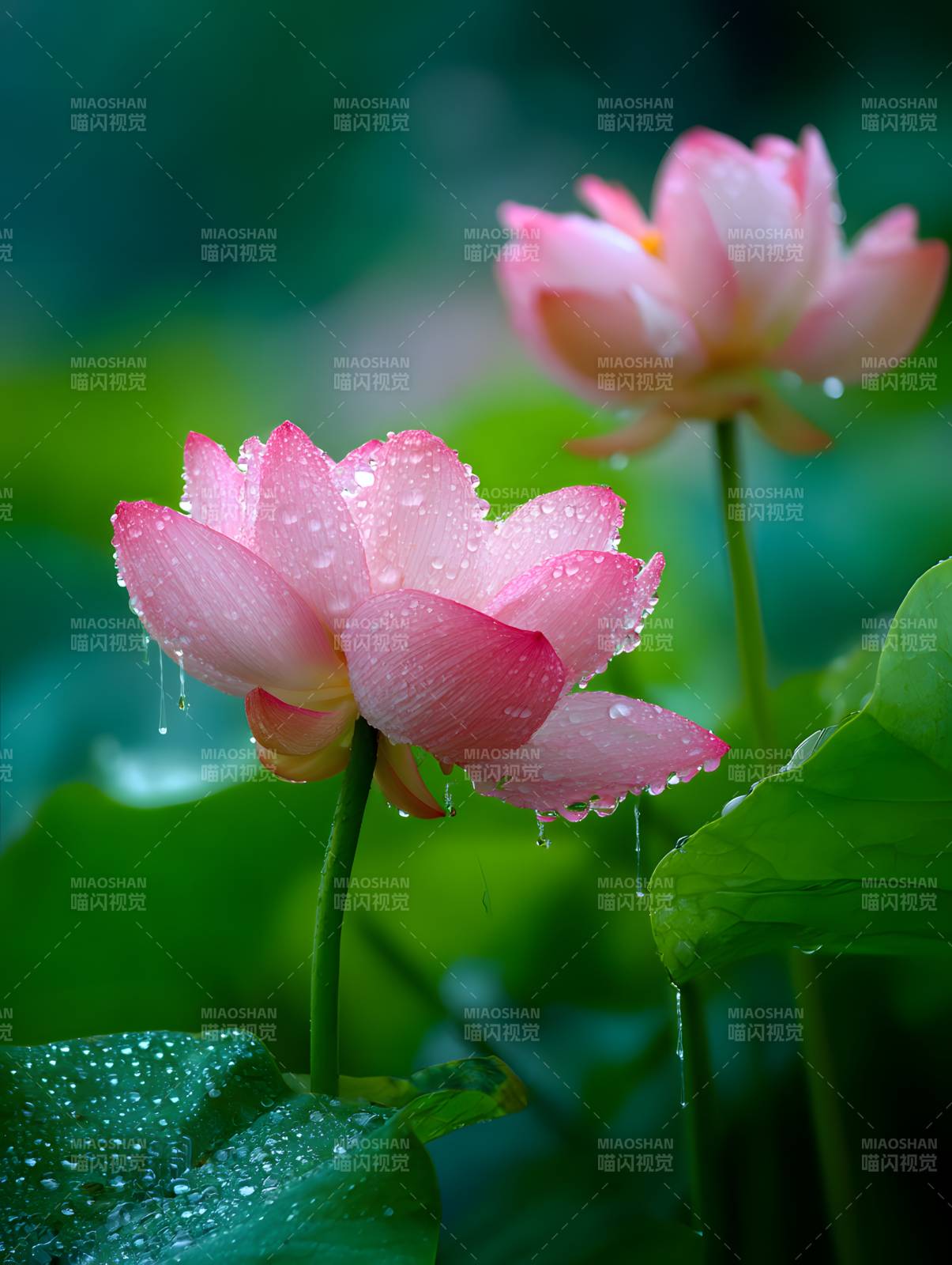 雨后粉荷 滴露生香图片