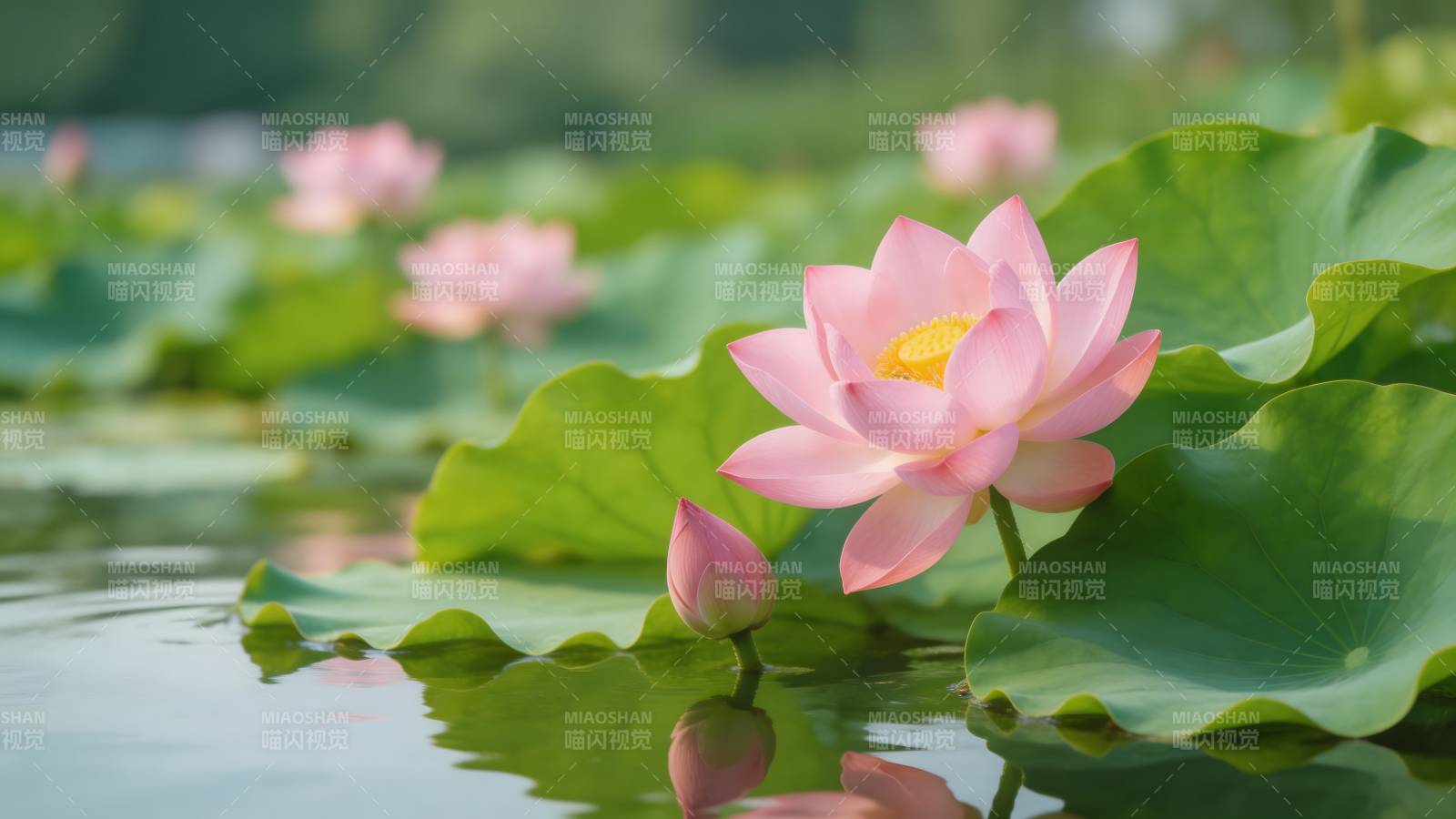 荷塘粉莲 静美如画图片