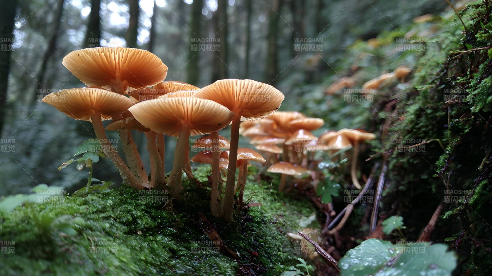 林间橙菇簇生苔上图片