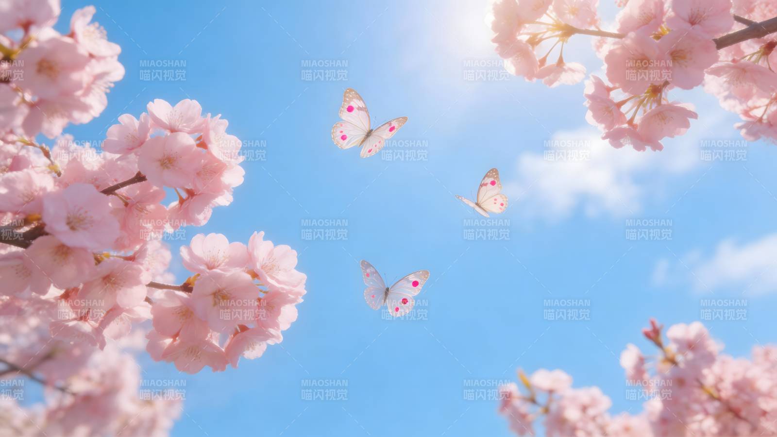 樱花飞舞 蝶戏蓝天图片