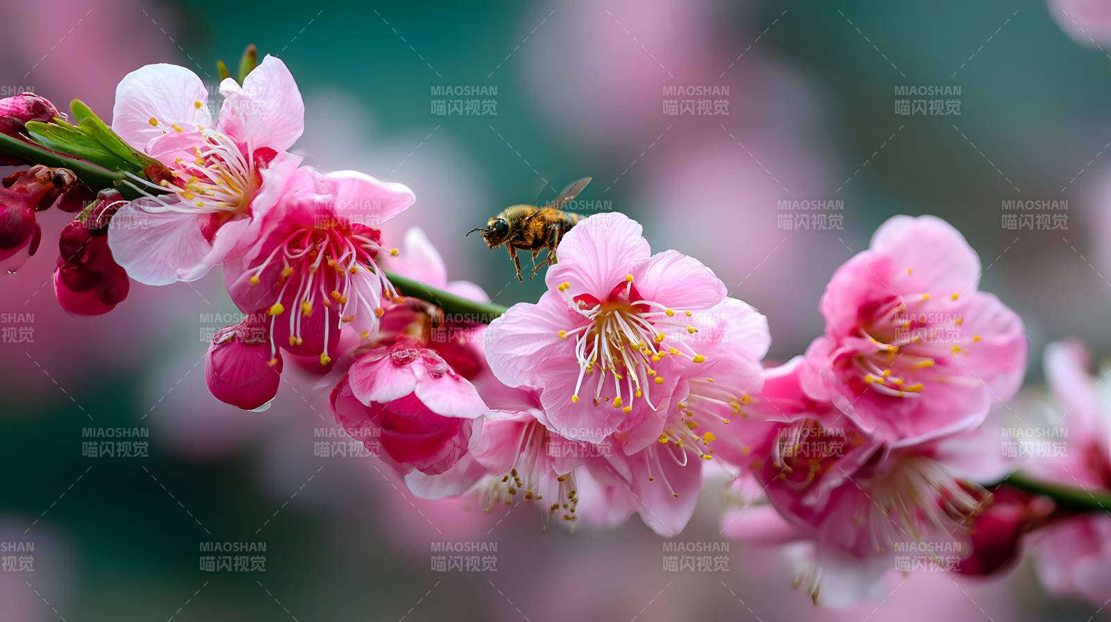 蜂舞花间 春意盎然图片