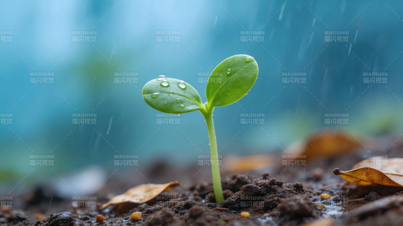 雨润新芽 生机初现图片