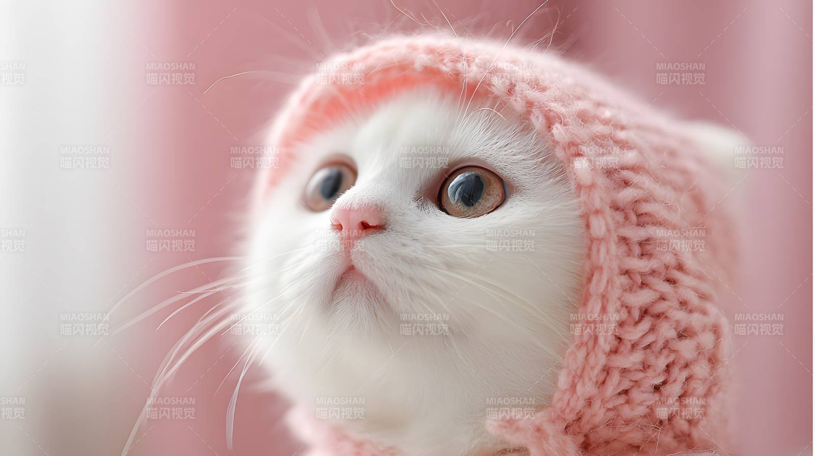 粉帽萌猫 眼神无辜超治愈图片