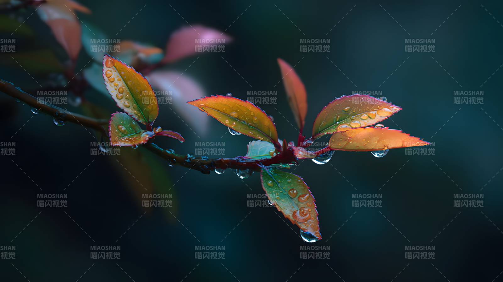 雨滴缀叶 秋色初染枝头图片