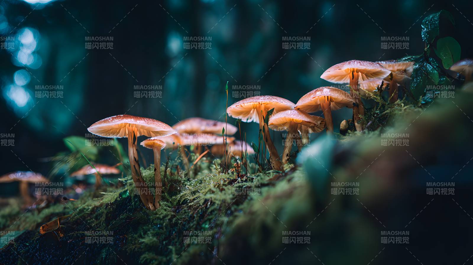 幽林菌语 微光秘境图片